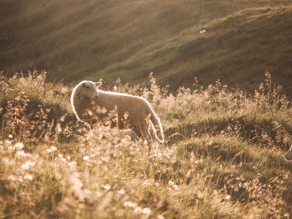 brown sheep on green grass field during daytime