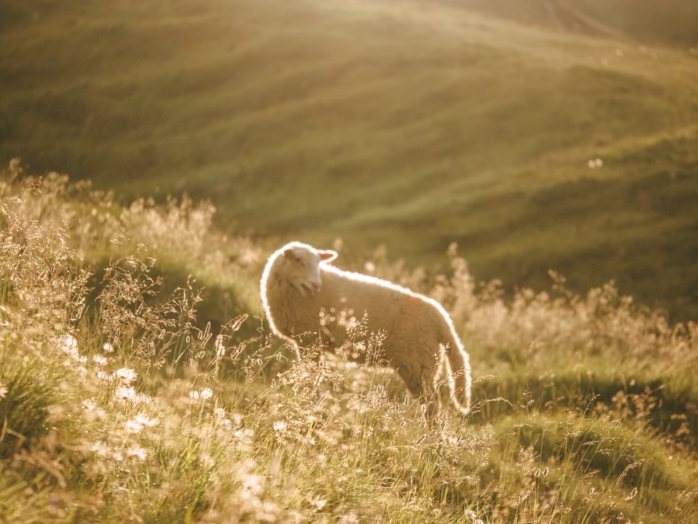 white sheep on green grass field during daytime