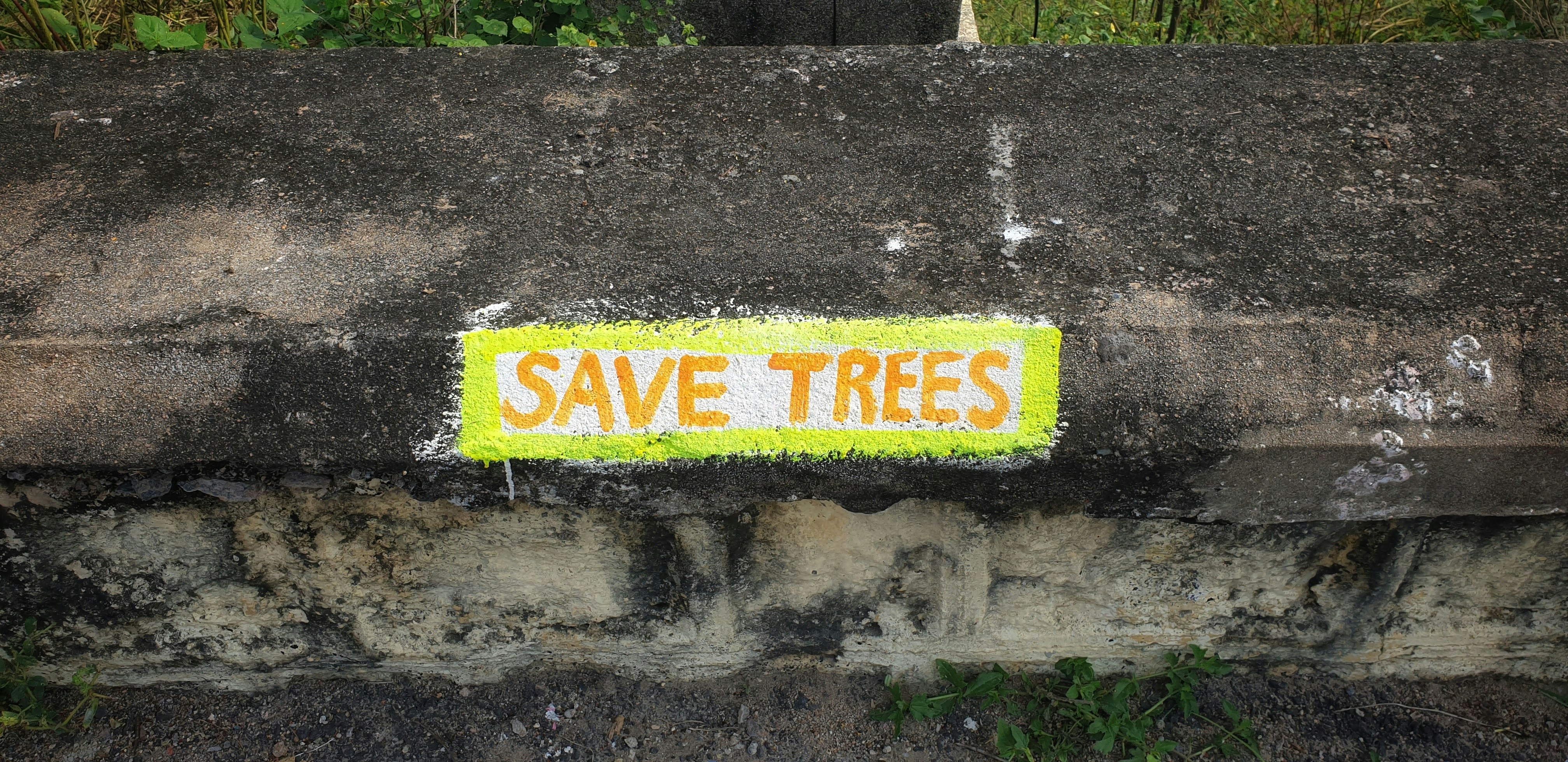 Save Tree Pictures | Download Free Images on Unsplash