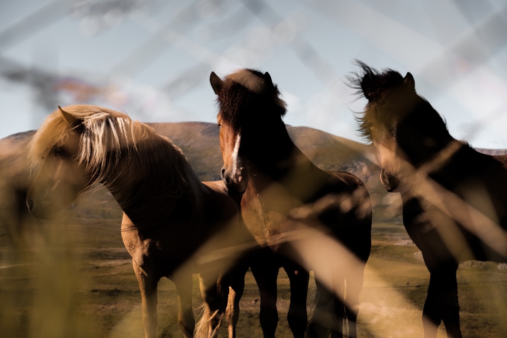 brown and white horse running on brown sand during daytime