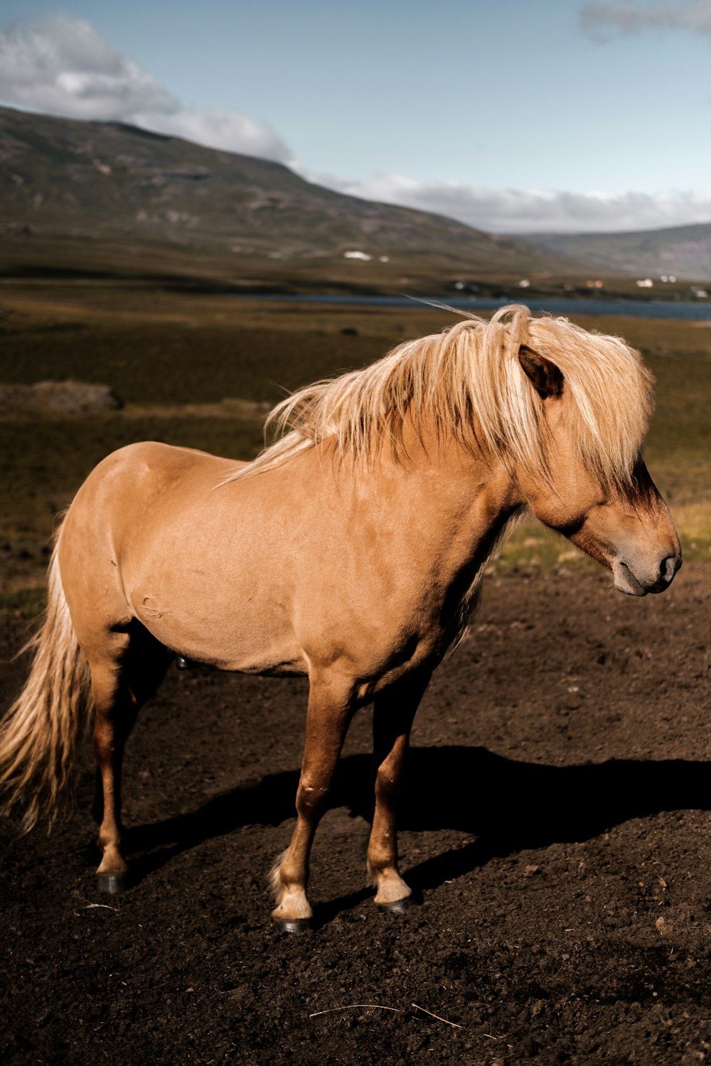 brown horse on brown field during daytime