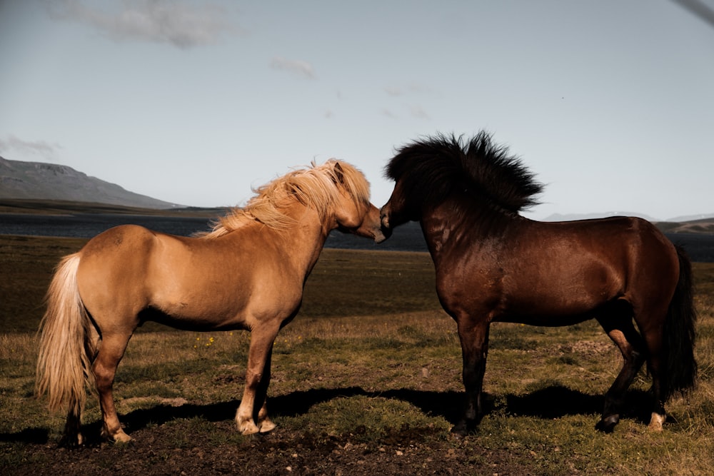 brown horse on green grass field during daytime