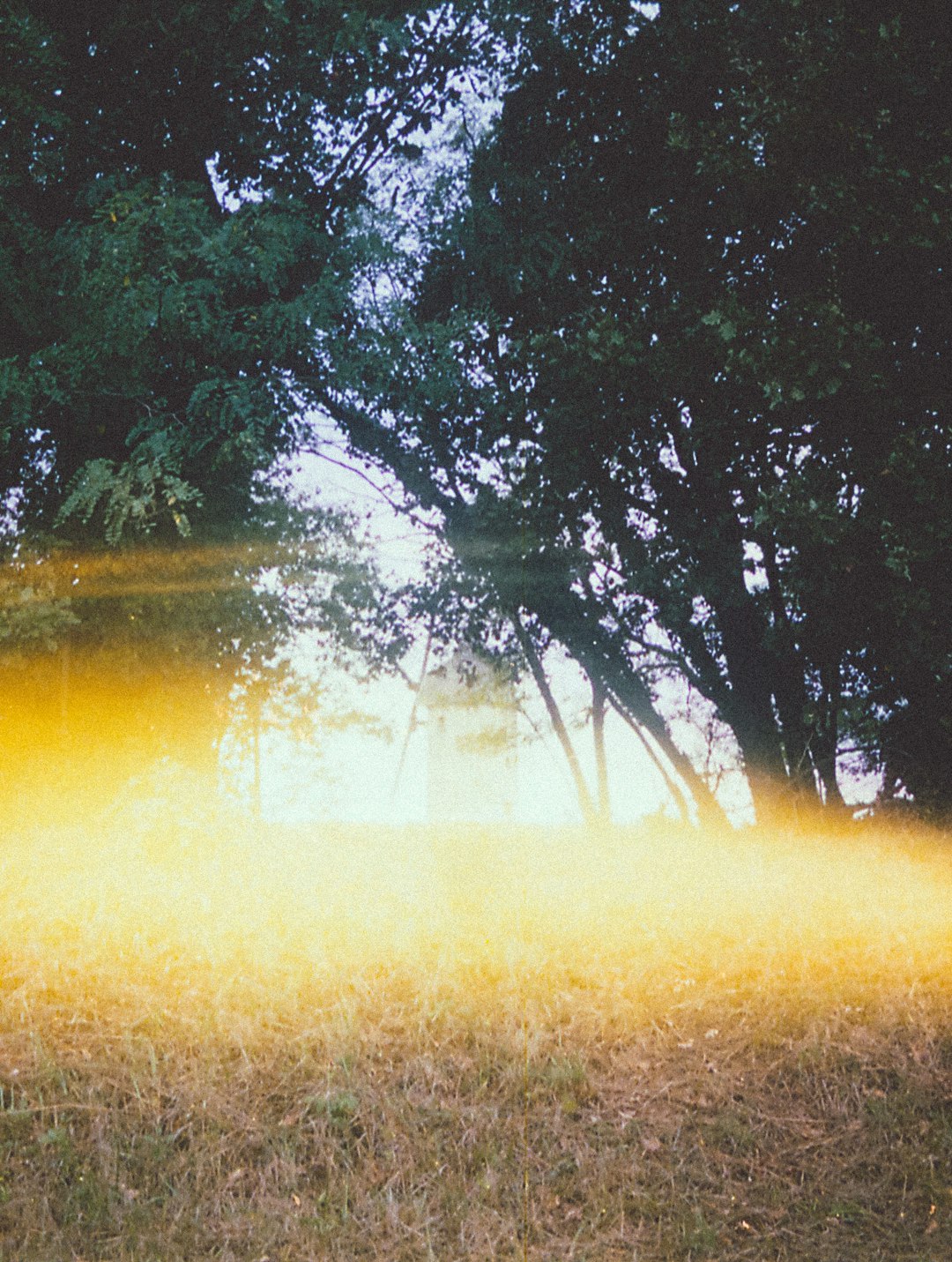 green trees on yellow grass field during daytime