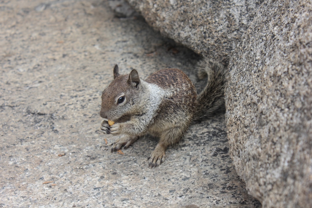 brown squirrel on brown rock