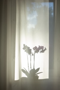 Antúrio vermelho florido