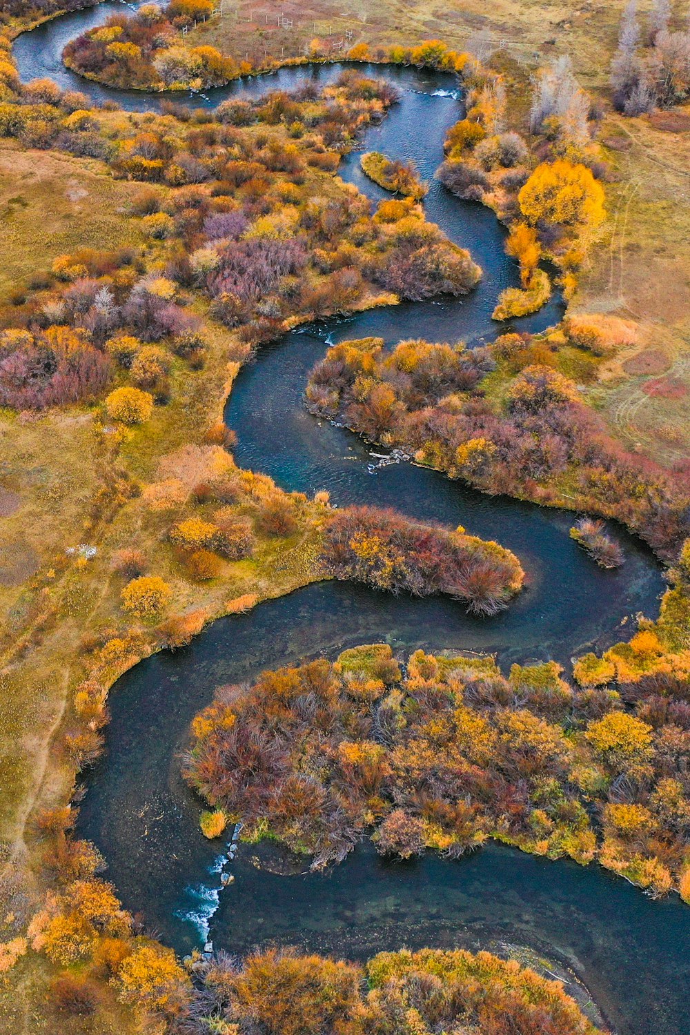 aerial view of green and yellow trees