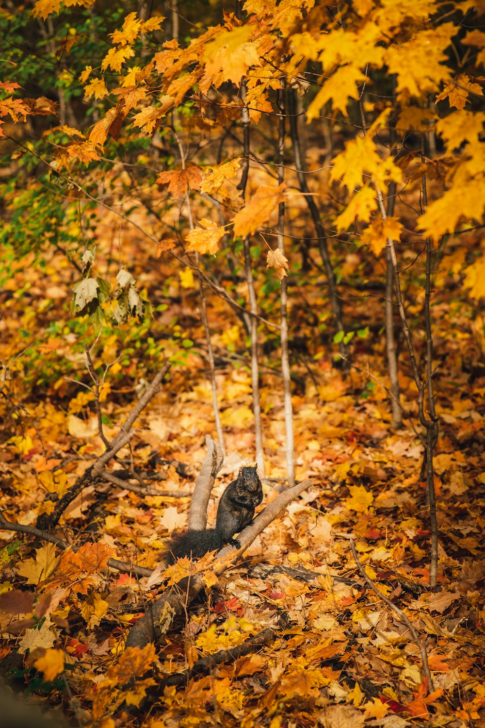 brown tabby cat on brown dried leaves