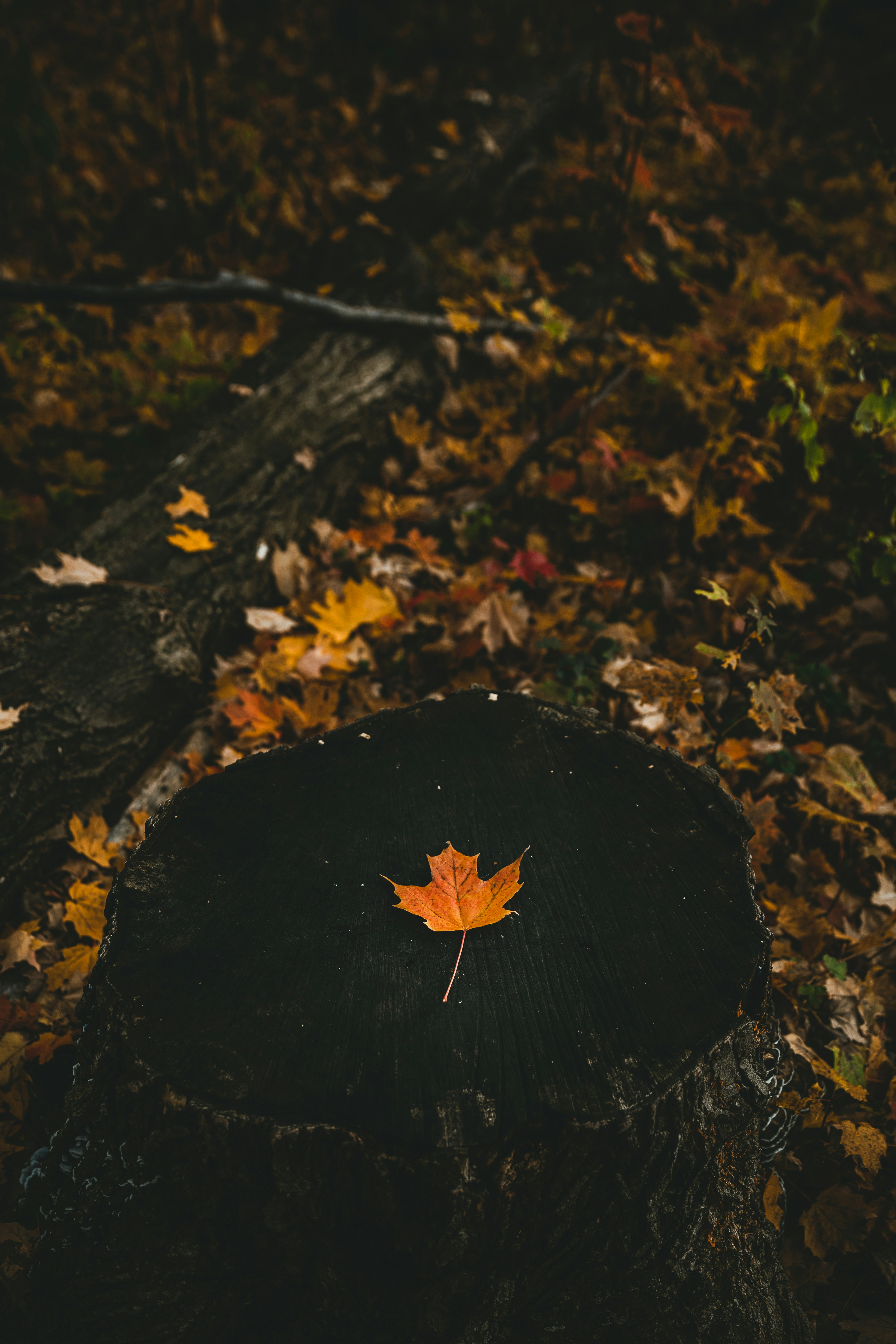 yellow maple leaf on ground
