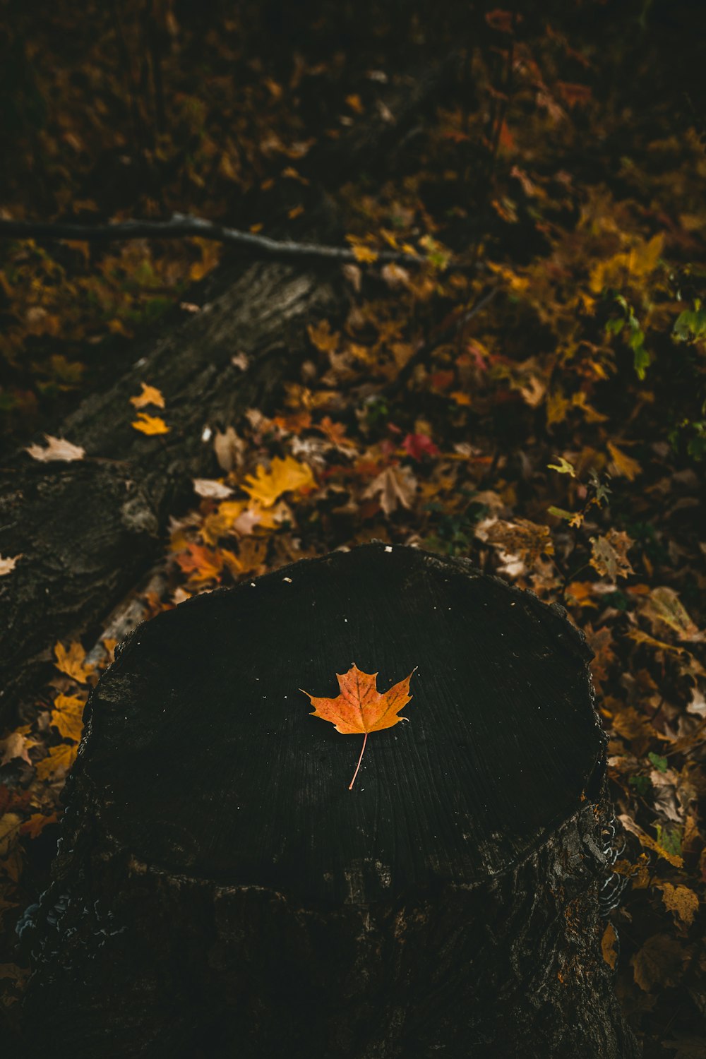 yellow maple leaf on ground