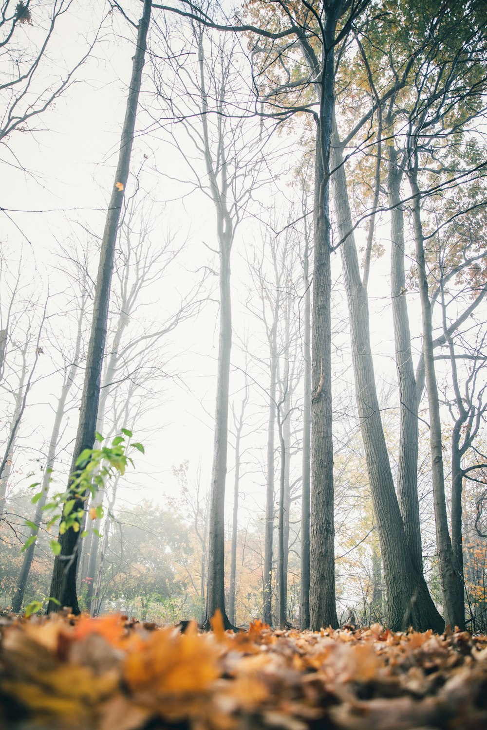 leafless trees on forest during daytime