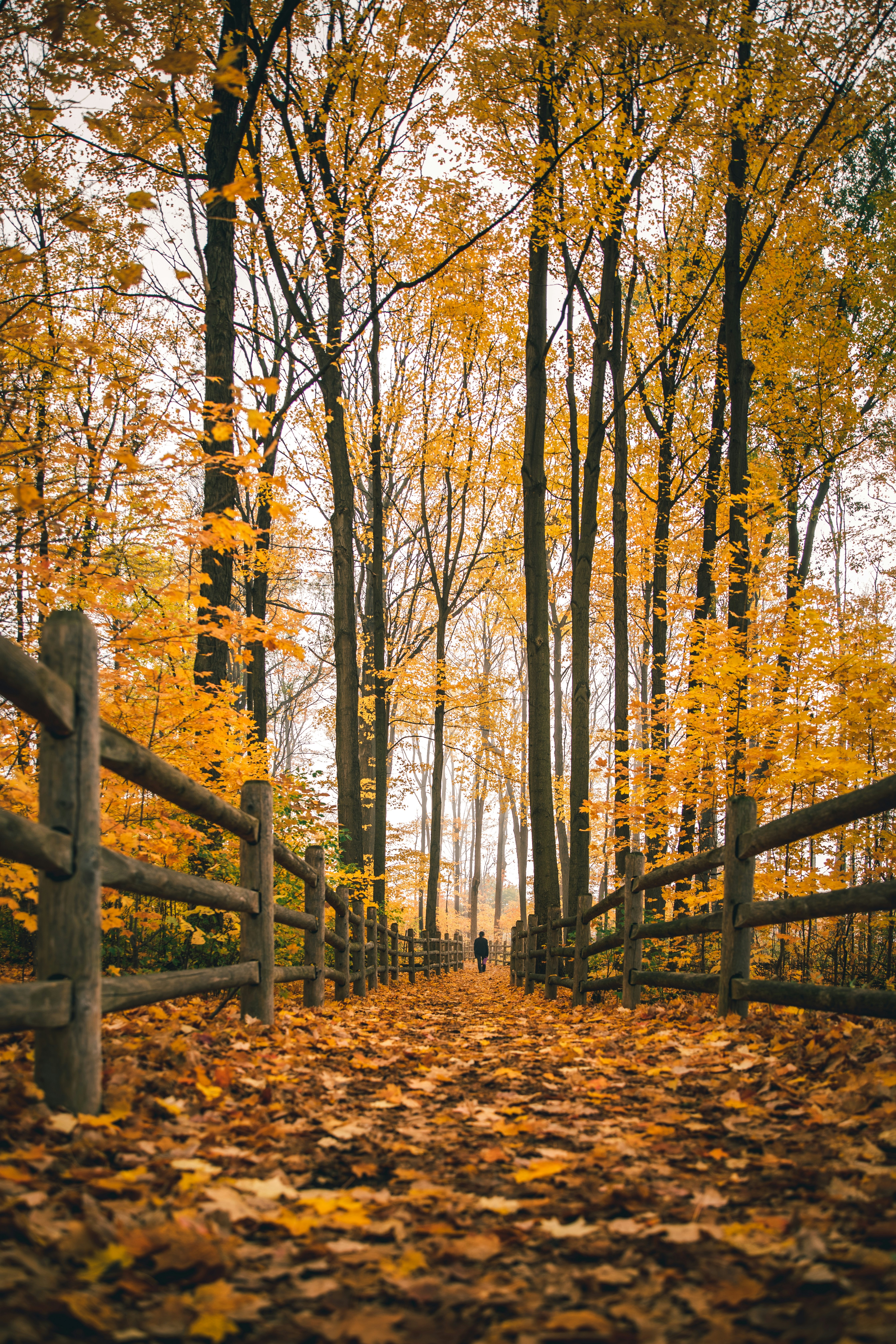 Autumn trail through golden and red maple trees with soft moody light