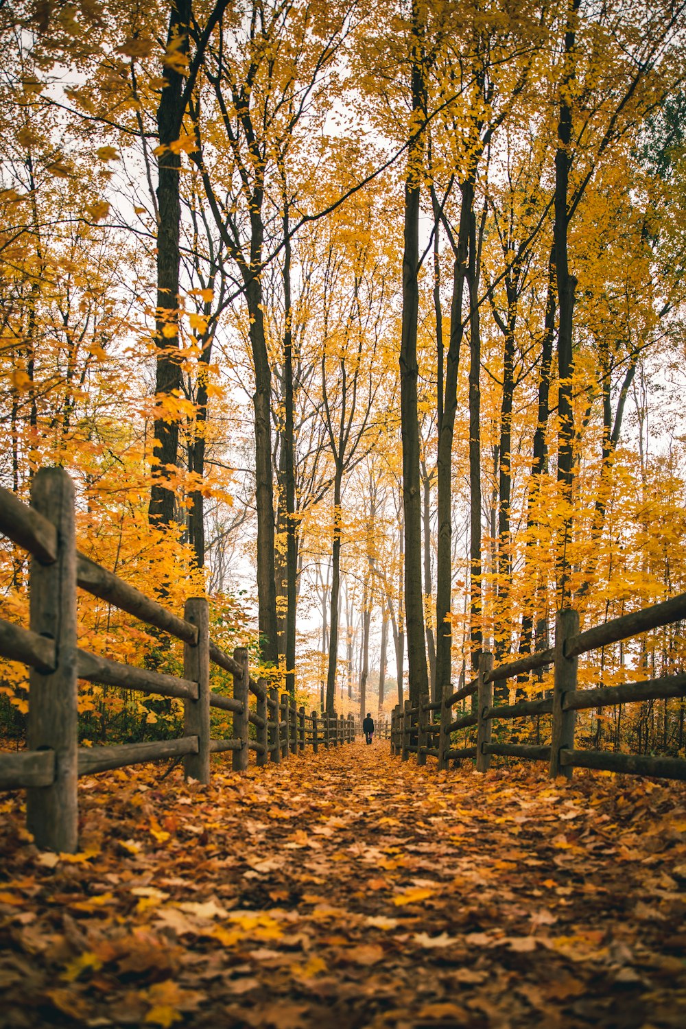 brown wooden fence near brown trees during daytime