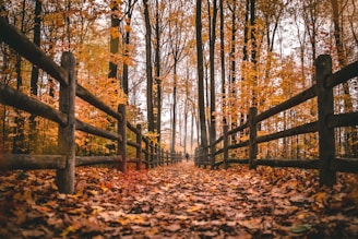 brown wooden fence on brown dried leaves
