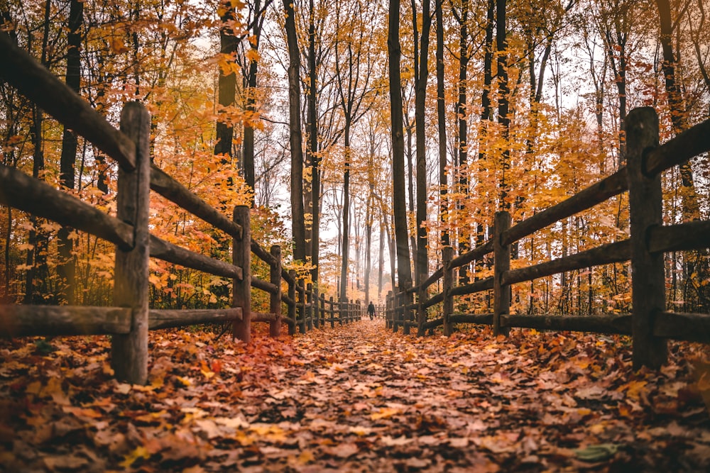 brown wooden fence on brown dried leaves