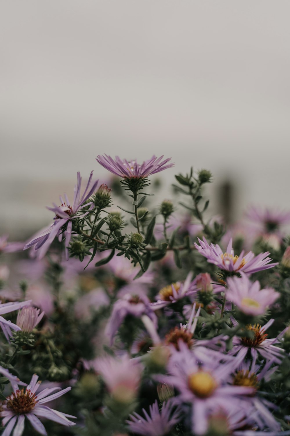 flores roxas na lente tilt shift