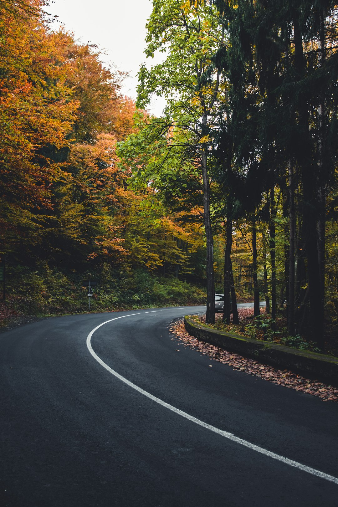 gray concrete road in between green and yellow trees during daytime