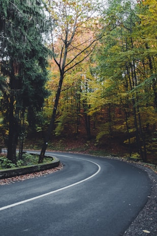 A winding trail through a dense forest with autumn colors in Yellowstone.