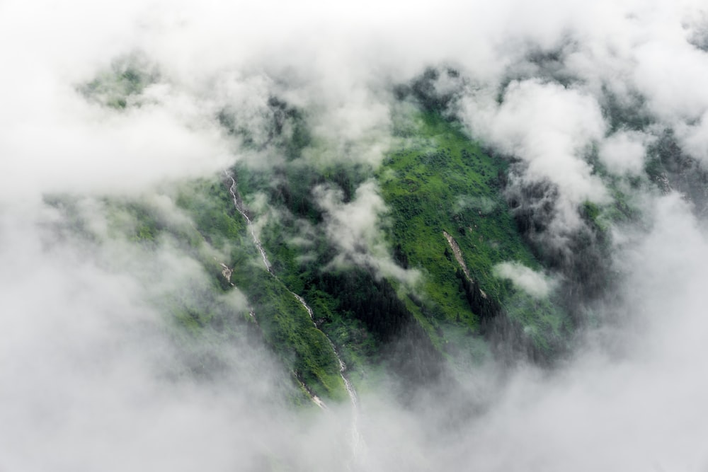 green trees covered by fog