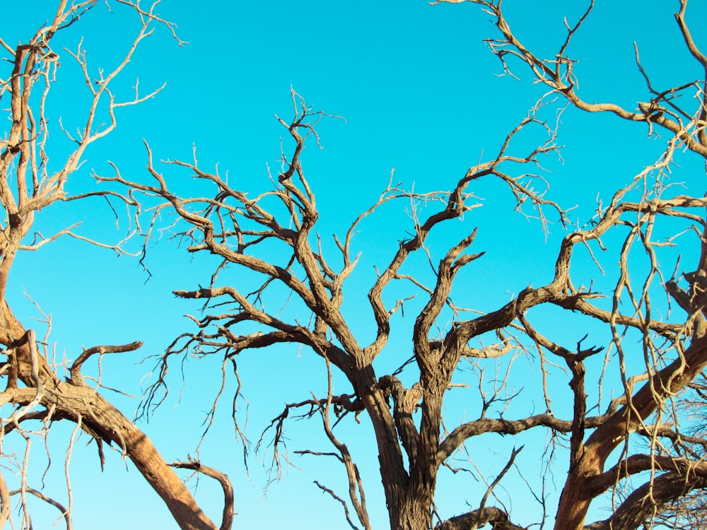 brown leafless tree under blue sky during daytime