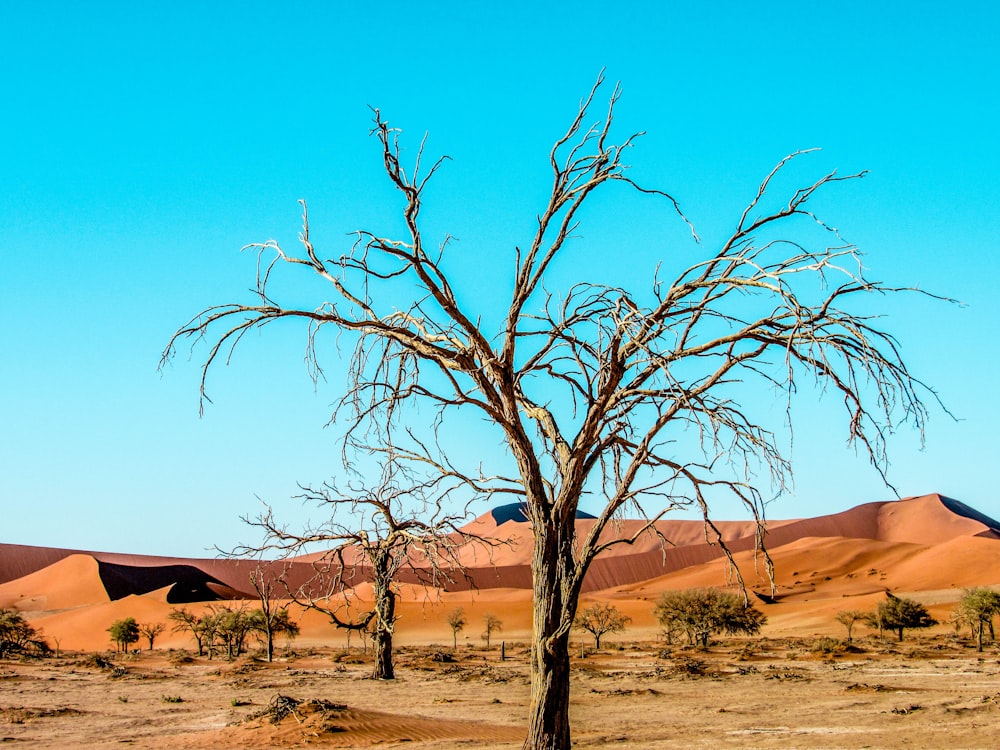 leafless tree on brown sand