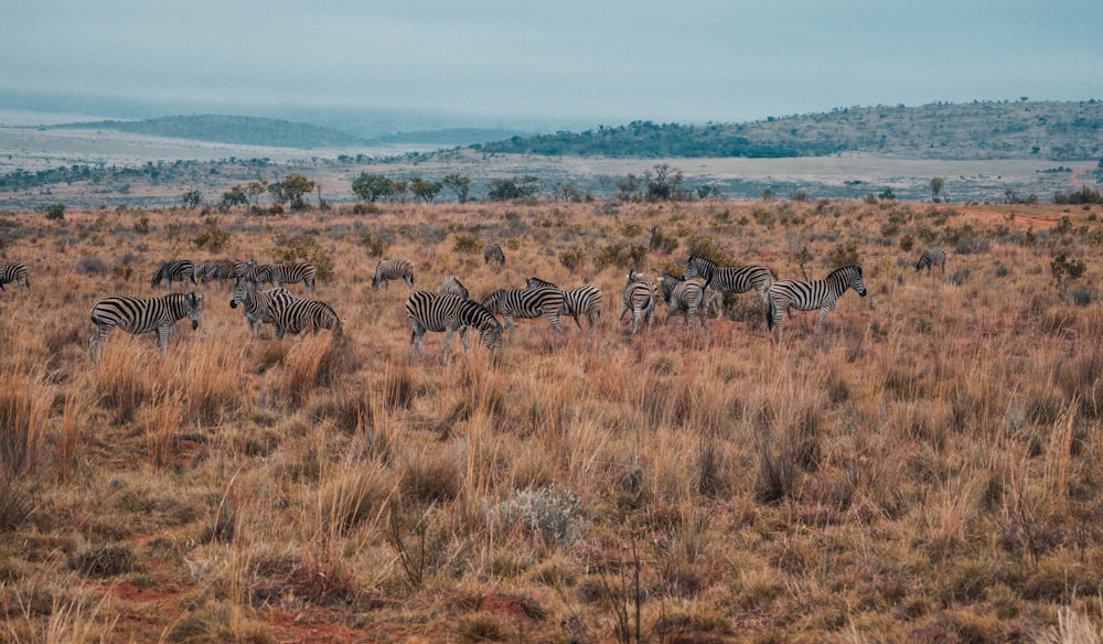 zebra on brown grass field during daytime