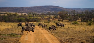 herd of horses on brown field during daytime