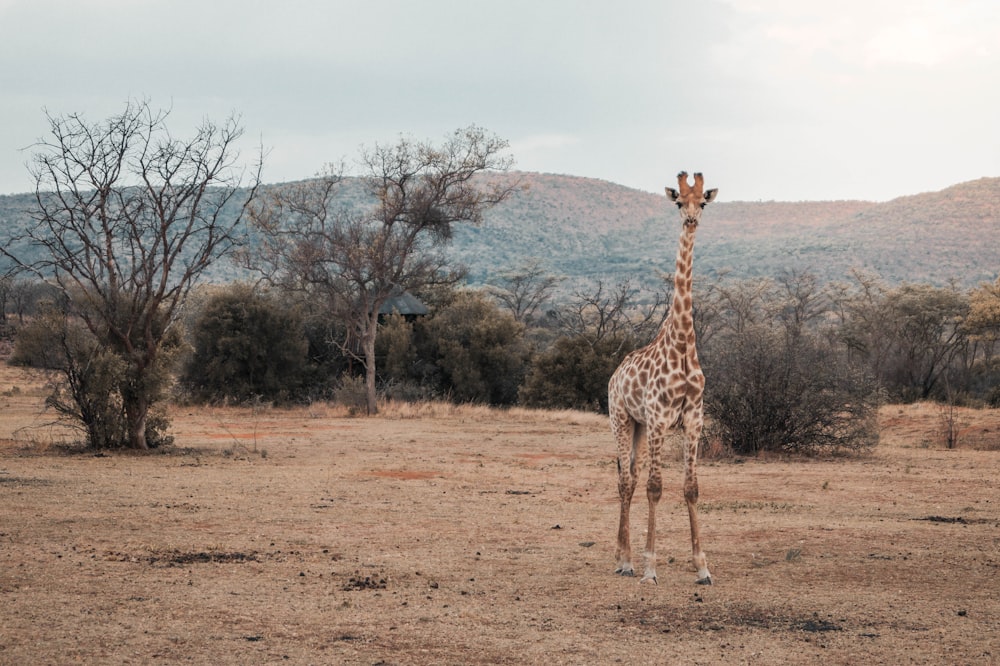 giraffe standing on brown field during daytime