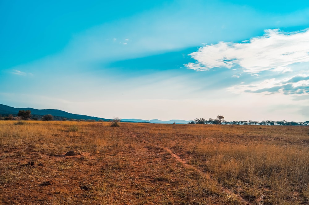 Campo de hierba marrón bajo el cielo azul durante el día