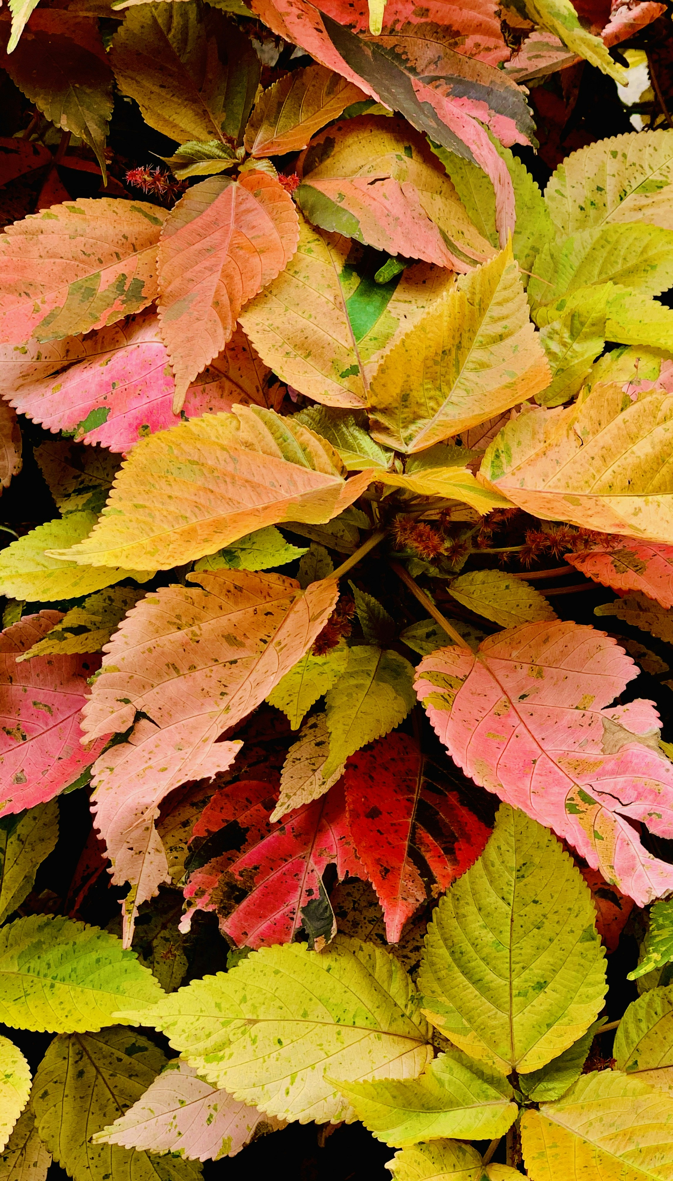 Petite spineless plant varieties showcasing vibrant hues and intricate leaf structures