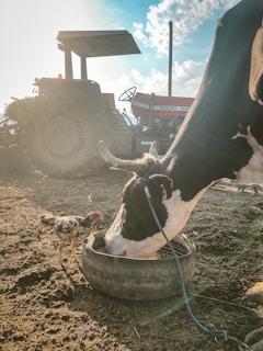 A cow is eating from a container placed on the ground, with a chicken standing nearby. In the background, there is a tractor, and the sky is partly cloudy with sunlight creating a warm glow.