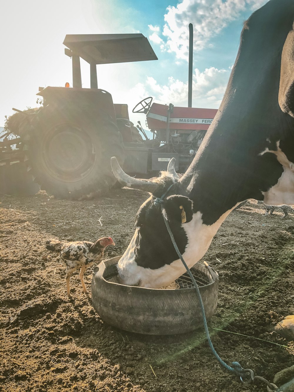 black and white cow eating grass during daytime