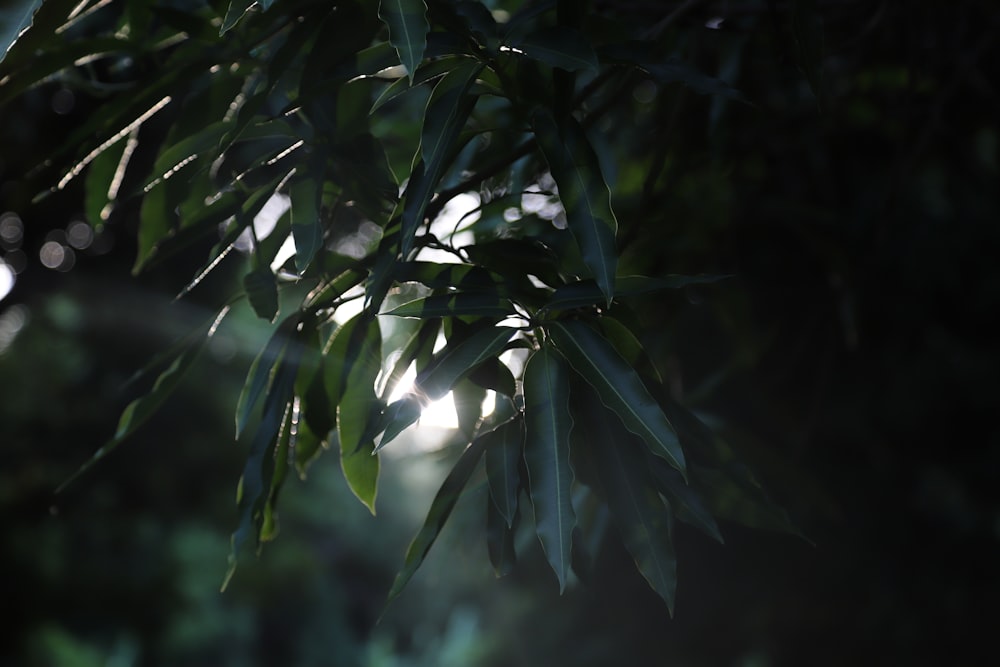 green leaves in tilt shift lens