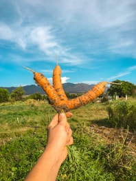 A farmer gently holding fresh organic vegetables in a sunlit field.