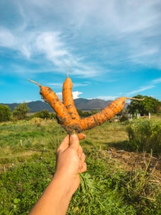 A group of farmers proudly holding fresh produce in a sunny field.