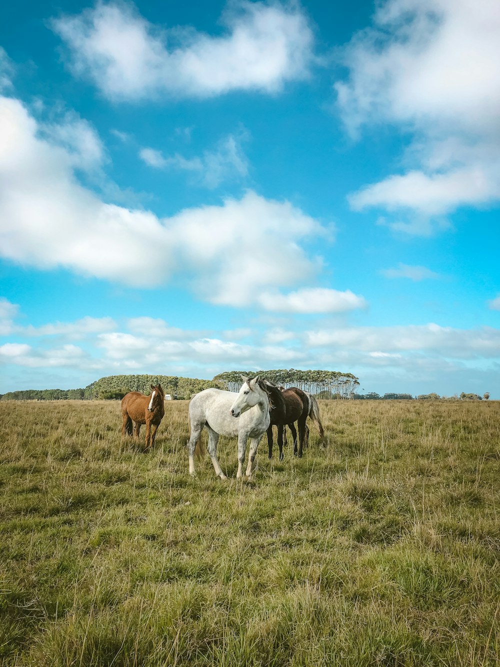 white and brown horses on green grass field under blue sky during daytime