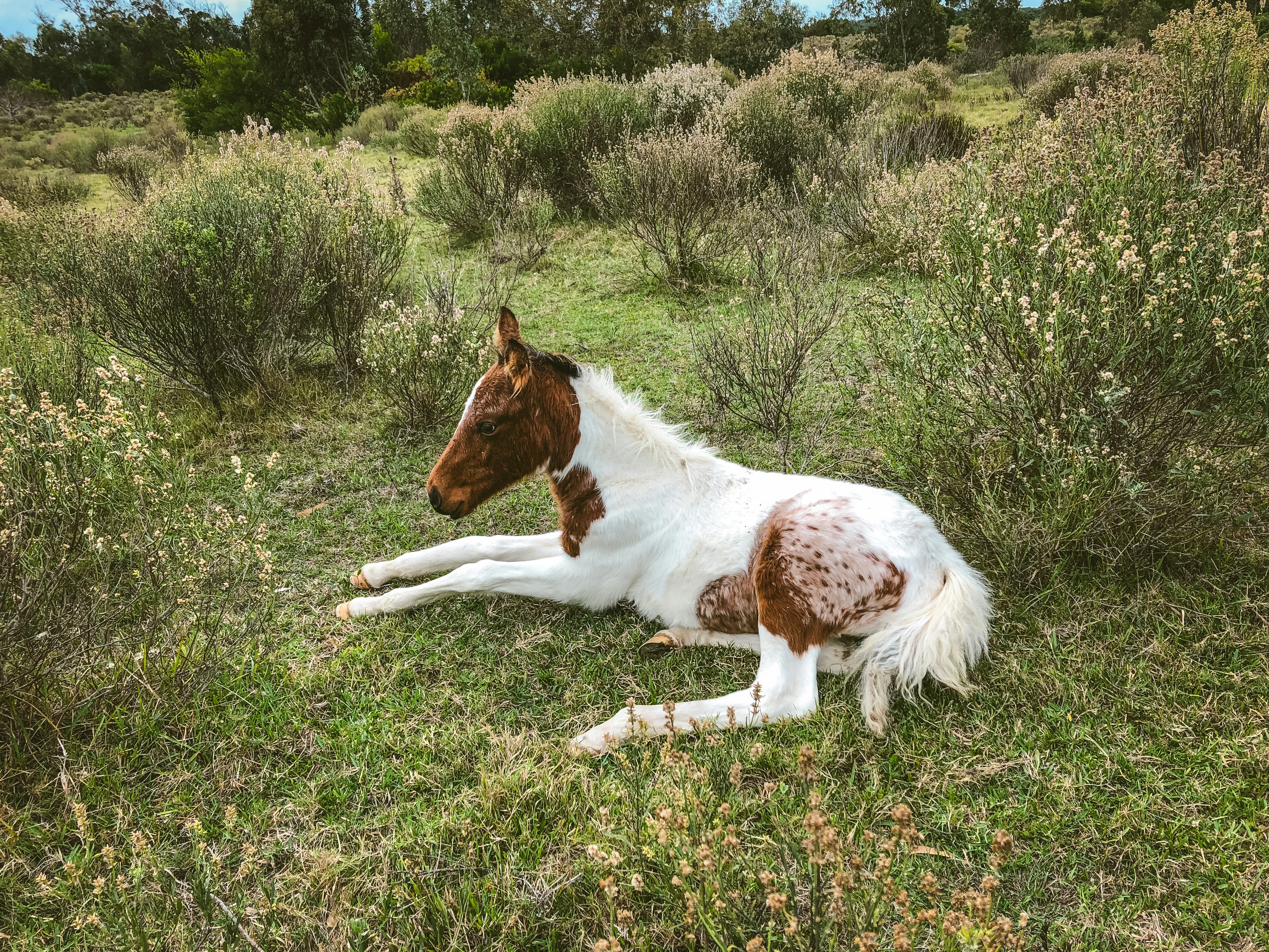 brown and white horse lying on green grass field during daytime