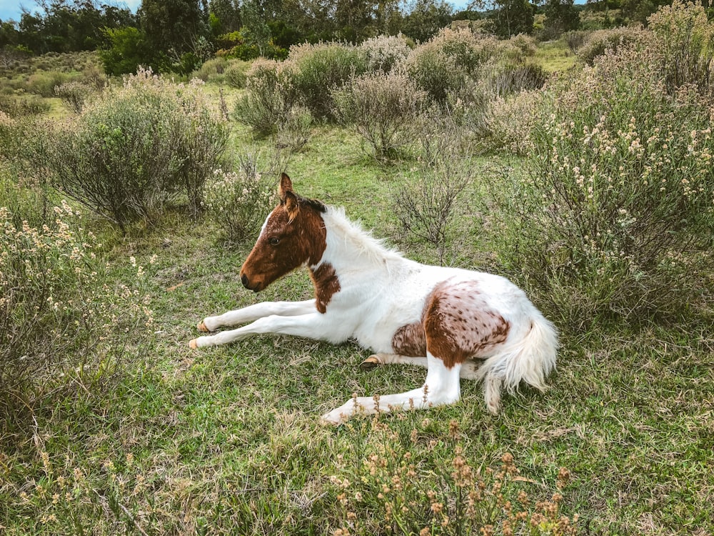brown and white horse lying on green grass field during daytime