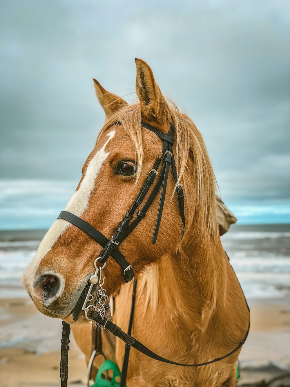 brown horse on beach during daytime
