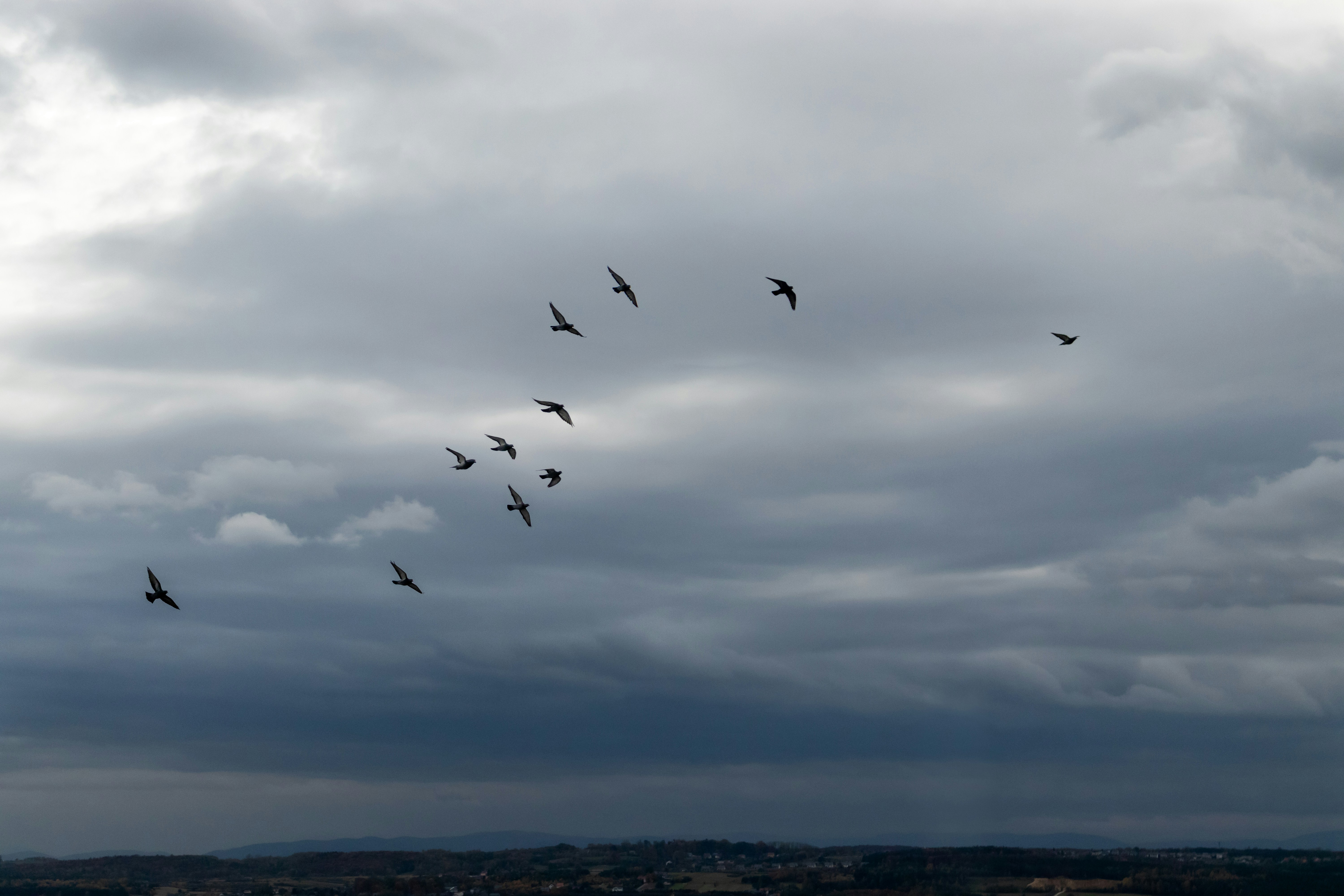 birds flying under white clouds during daytime