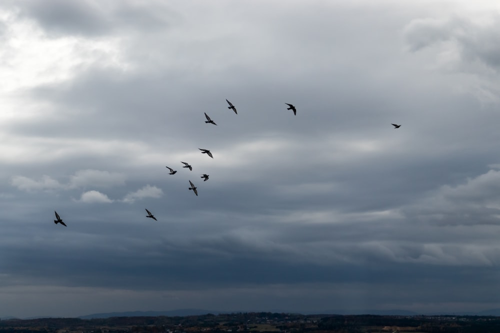 birds flying under white clouds during daytime