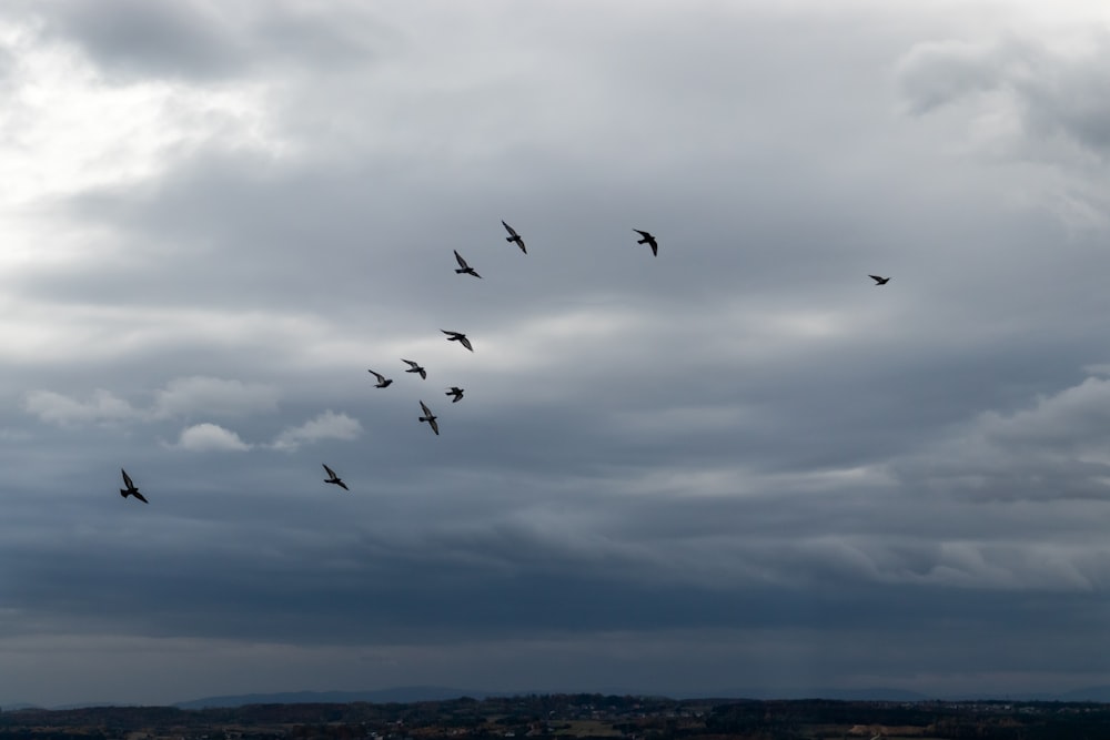 birds flying under white clouds during daytime photo – Free Grey Image on  Unsplash