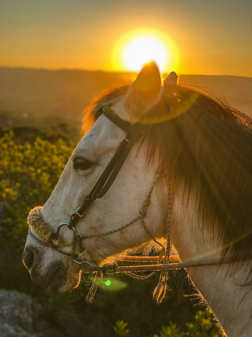 white and brown horse eating grass during sunset