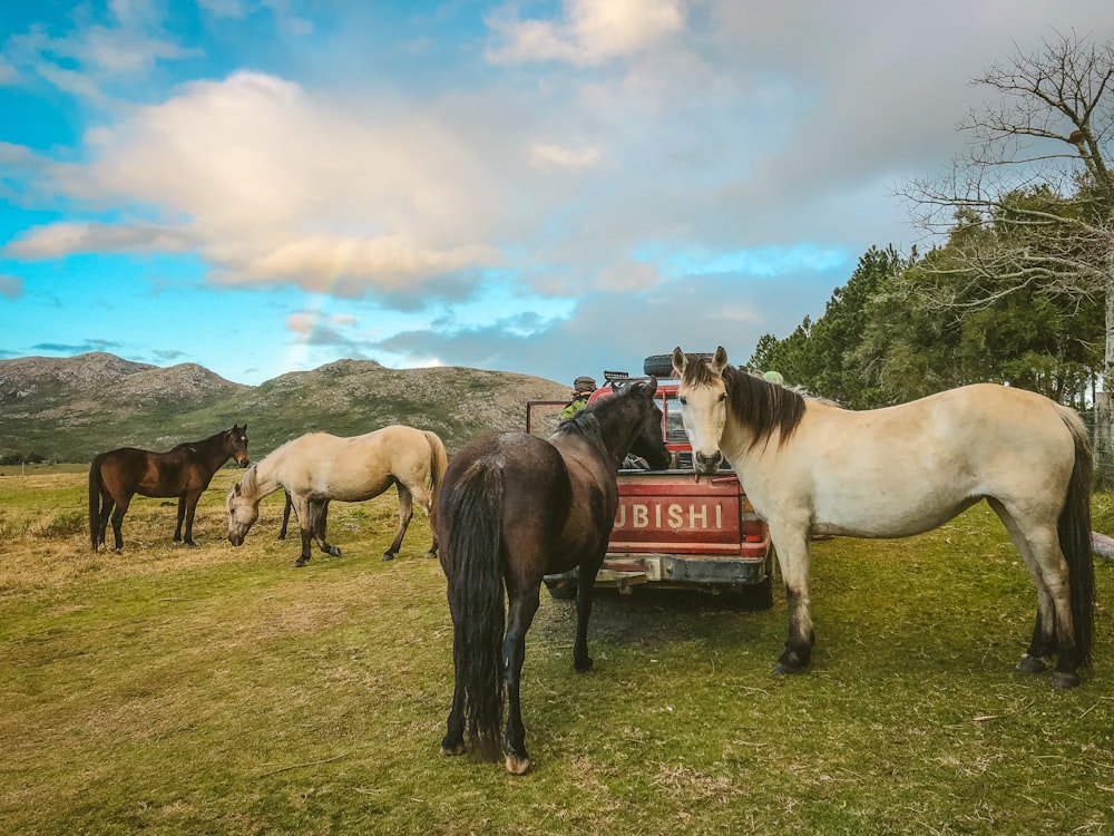 horses on green grass field during daytime