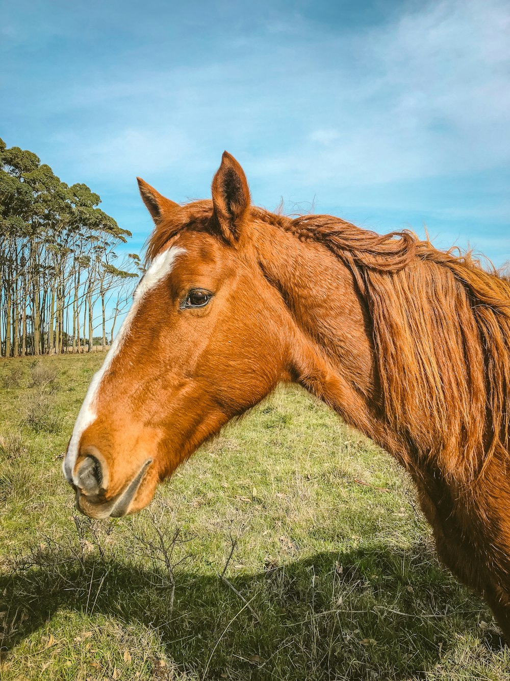 brown and white horse on green grass field during daytime