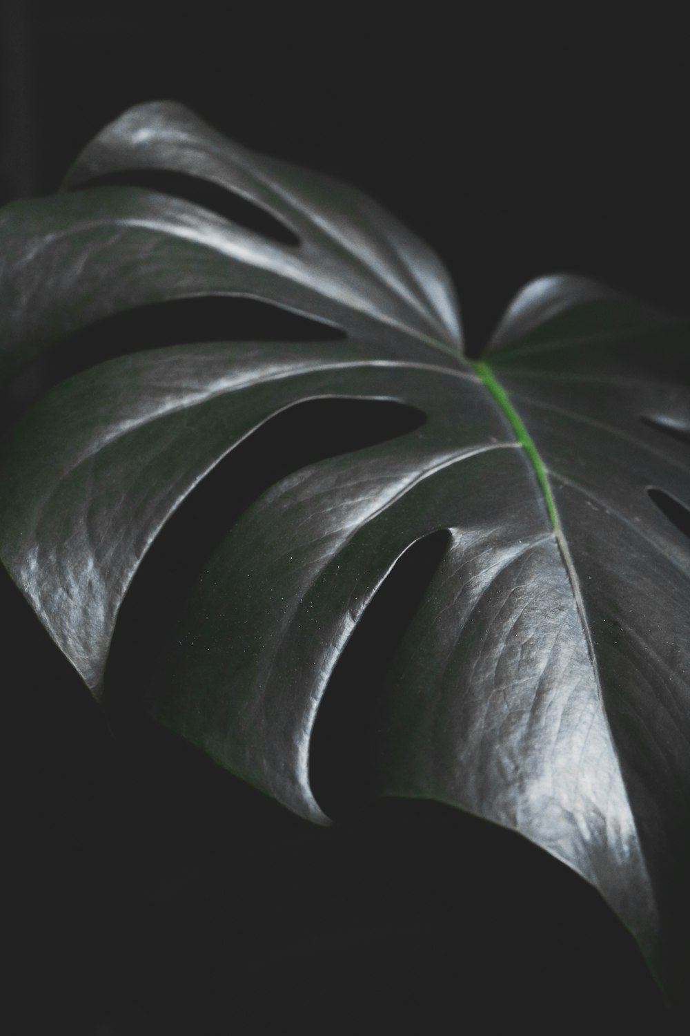 green leaf plant in dark room