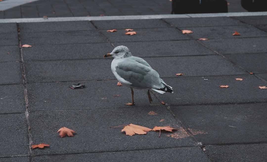 grey and white bird on grey concrete floor