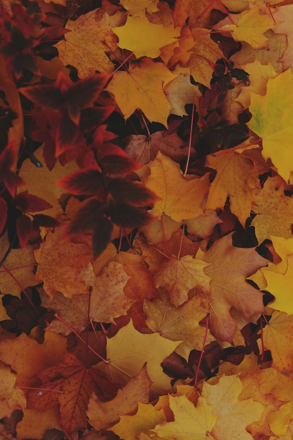 brown maple leaves on yellow textile