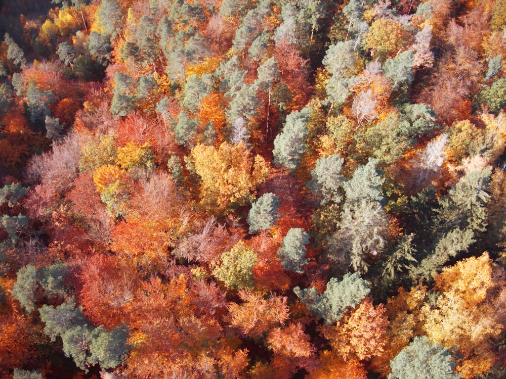 red and green leaf trees