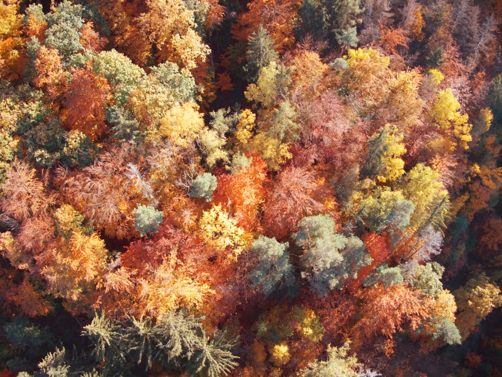 orange and green leaf trees