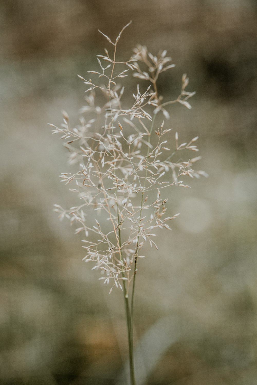 white flower in tilt shift lens